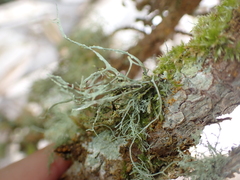 Ramalina farinacea