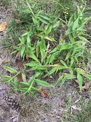 Dichanthelium latifolium
