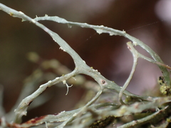 Ramalina farinacea