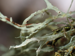Ramalina farinacea