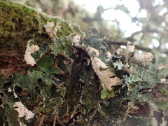 Lobaria