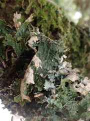 Lobaria