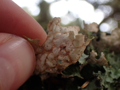 Lobaria