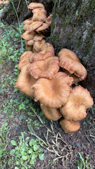 Armillaria