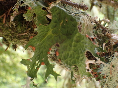 Lobaria