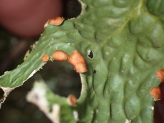 Lobaria