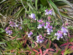 Lathyrus magellanicus