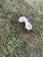 Lactarius pubescens