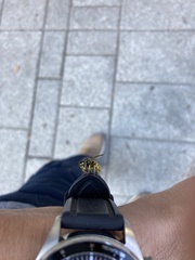 Vespula