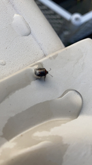 Cosmopepla lintneriana