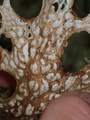 Lobaria