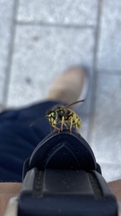 Vespula
