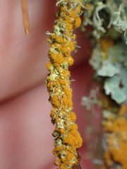 Trentepohlia