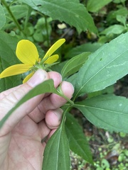 Helianthus decapetalus