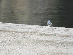 Motacilla alba alba
