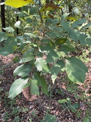 Carya texana