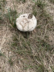 Lycoperdon utriforme