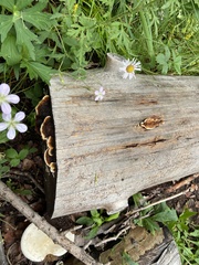 Geranium richardsonii
