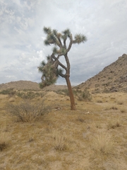 Yucca brevifolia