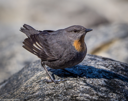 Rufous-throated Dipper (Cinclus schulzii), photo 1