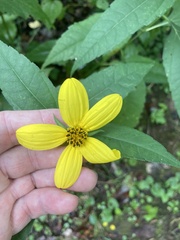 Helianthus decapetalus