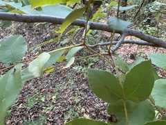 Carya texana