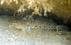 Gobius incognitus