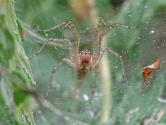 Allagelena gracilens