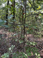 Carya texana