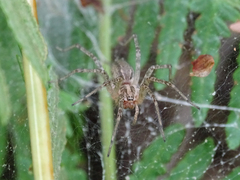 Allagelena gracilens