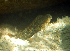 Parablennius sanguinolentus