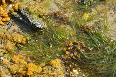 Zosteraceae