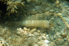 Gobius incognitus