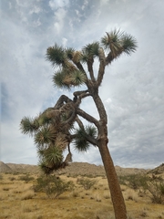 Yucca brevifolia