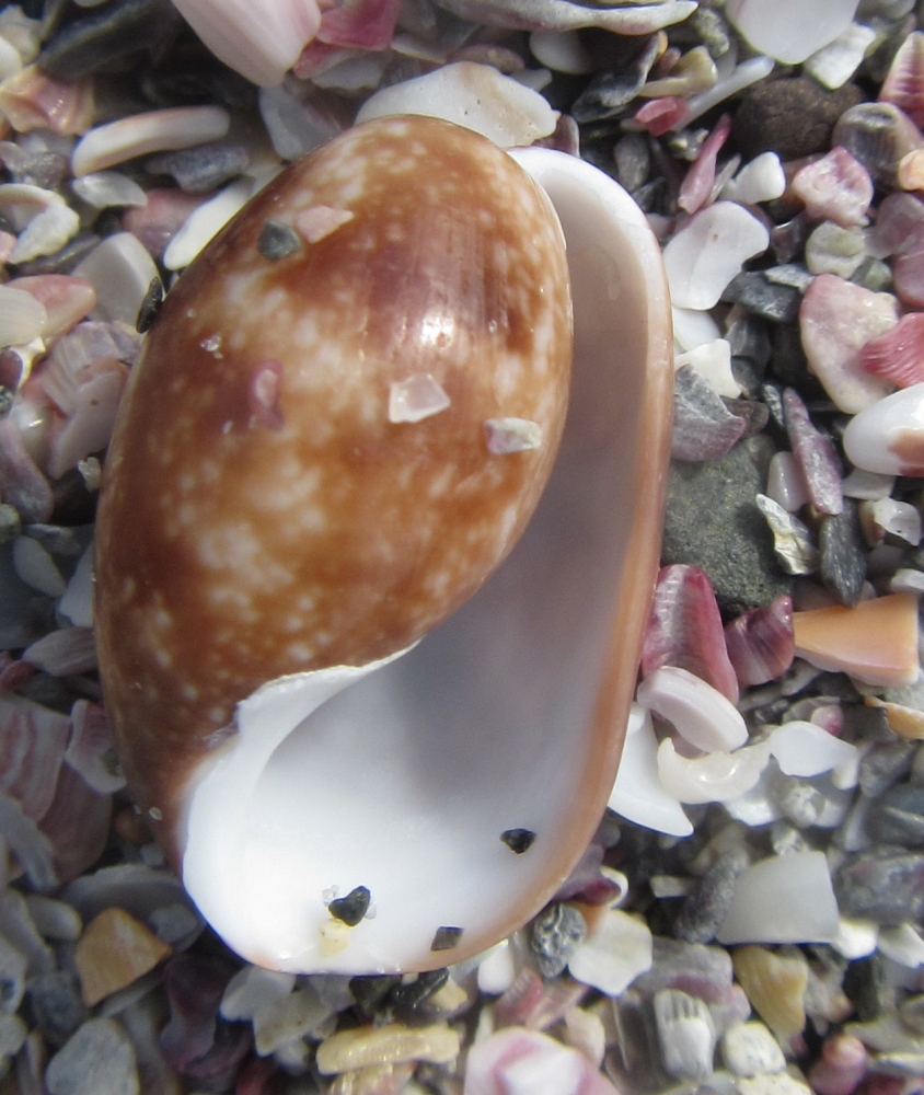Bulla vernicosa