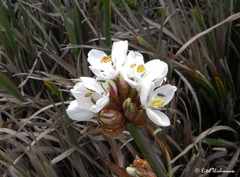 Libertia chilensis