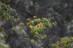 Litsea glaucescens