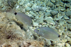 Diplodus annularis
