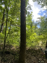 Magnolia acuminata