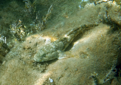 Gobius cobitis