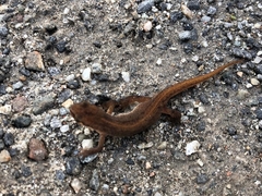 Lissotriton