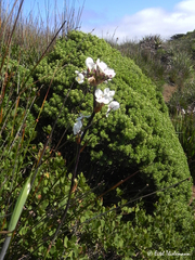 Libertia chilensis