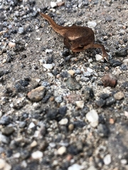 Lissotriton
