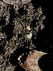 Reticulitermes hesperus