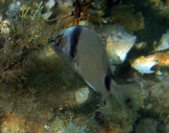 Diplodus vulgaris