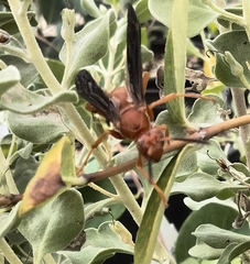 Polistes rubiginosus