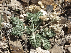 Vesper purpurascens