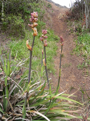 Libertia chilensis