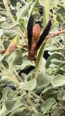 Polistes rubiginosus