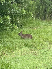 Sylvilagus palustris